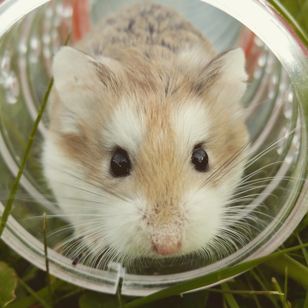 hamster, brown, cute